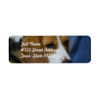beagle-31.jpg