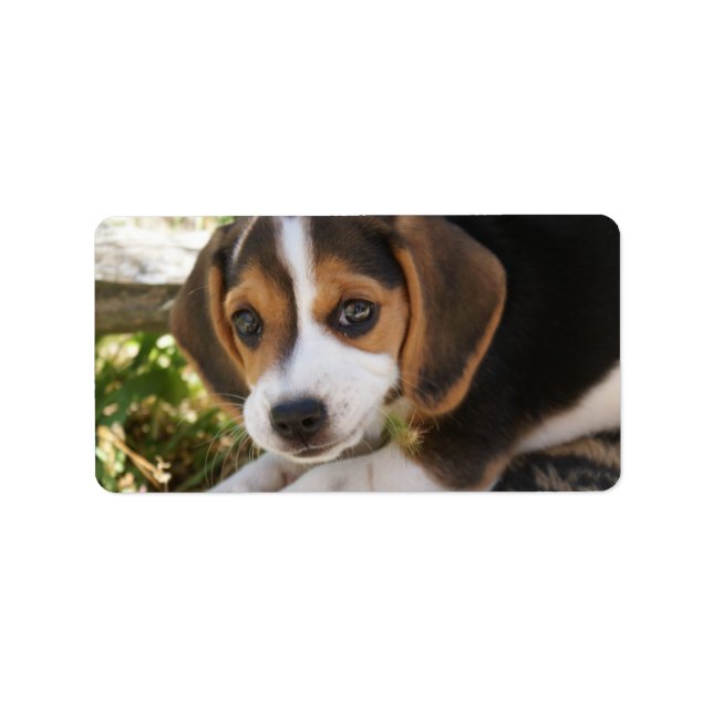 Etiqueta Beagle Baby Dog (Frente)