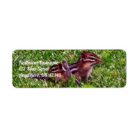 Bebé Chipmunks Primer Día #4 Dirección Animal