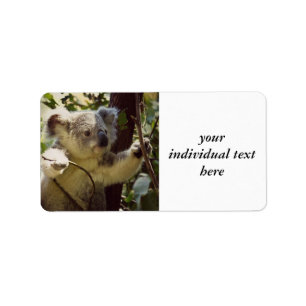 Etiqueta bebé dulce de la koala