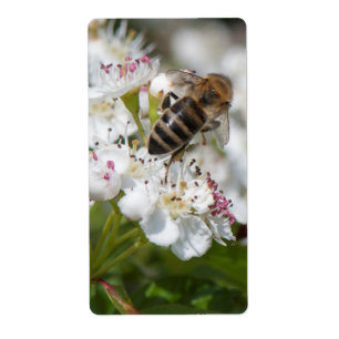 Etiqueta Bee recoge polen