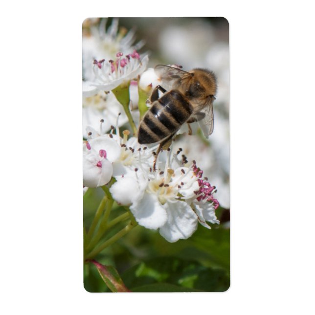 Etiqueta Bee recoge polen (Frente)