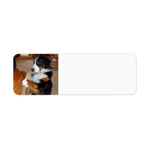 Etiqueta bernese-mountain-dog-begging.png
