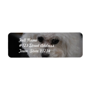 Etiqueta Bichon dulce Frise