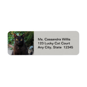 Etiqueta Black Cat Patiently Waiting Return Address Labels