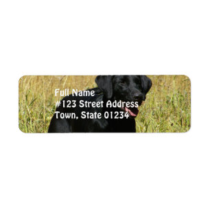 Etiqueta Black Lab in Field Mailing Labels