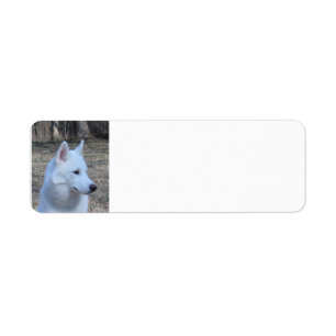 Etiqueta blanco husky siberiano