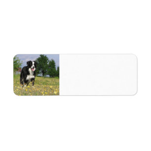 Etiqueta border collie 3.png lleno