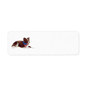 Etiqueta Border Collies Patrióticos