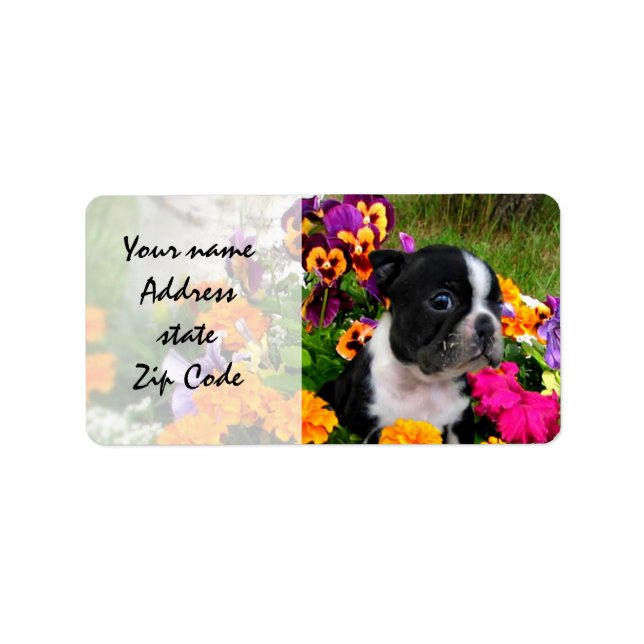 Etiqueta Boston Terrier (Frente)