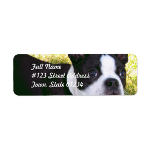 Etiqueta Boston Terrier Pup Mailing Labels