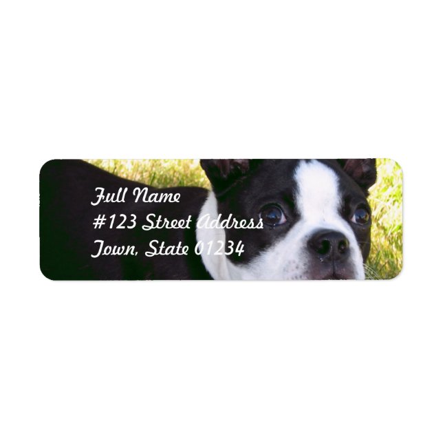 Etiqueta Boston Terrier Pup Mailing Labels (Frente)