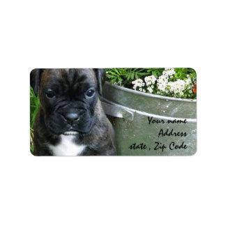 Etiqueta Boxer puppy