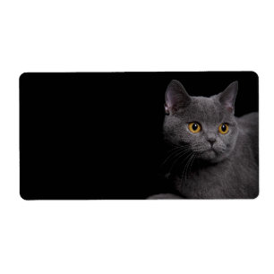 Etiqueta British Shorthair Cat Shipping Label
