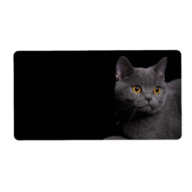 Etiqueta British Shorthair Cat Shipping Label (Frente)