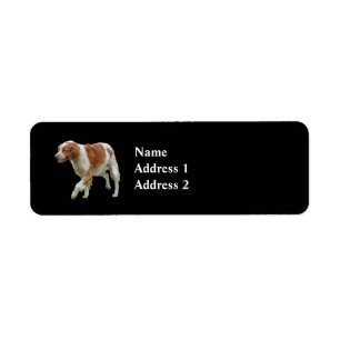 Etiqueta Brittany Spaniel