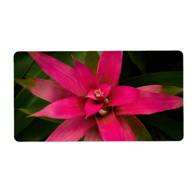 Etiqueta Bromeliad en flor (Frente)