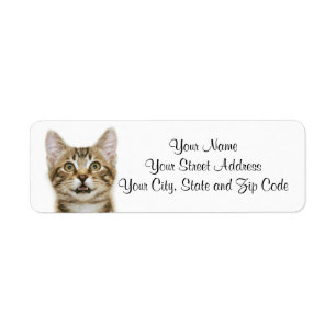 Etiqueta Brown Tabby Kitten