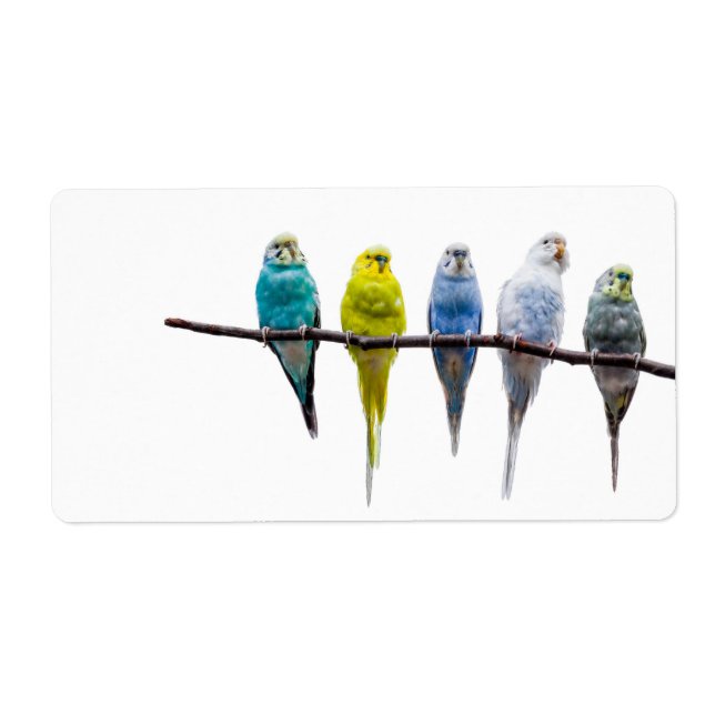 Etiqueta Budgies (Frente)