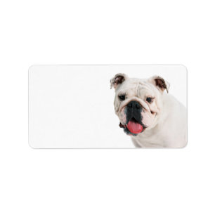 Etiqueta Bulldog blanco de perro lindo