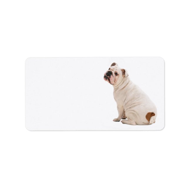 Etiqueta Bulldog blanco de perro lindo (Frente)