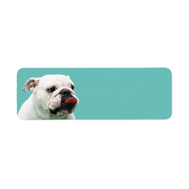 Etiqueta Bulldog blanco de perro lindo (Frente)
