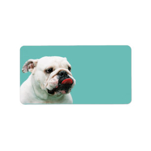 Etiqueta Bulldog blanco de perro lindo