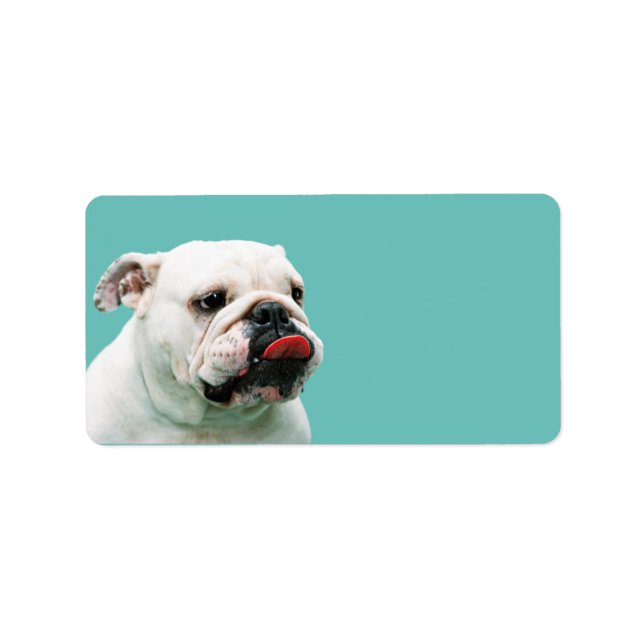 Etiqueta Bulldog blanco de perro lindo (Frente)