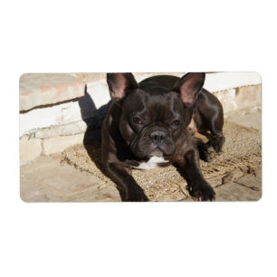 Etiqueta Bulldog francés Grouchy