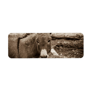 Etiqueta Burro