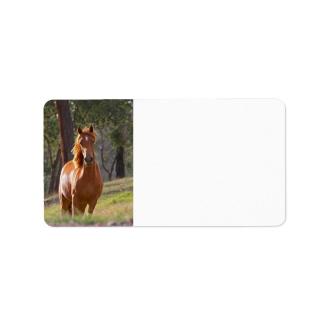 Etiqueta Caballo En El Bosque (Frente)