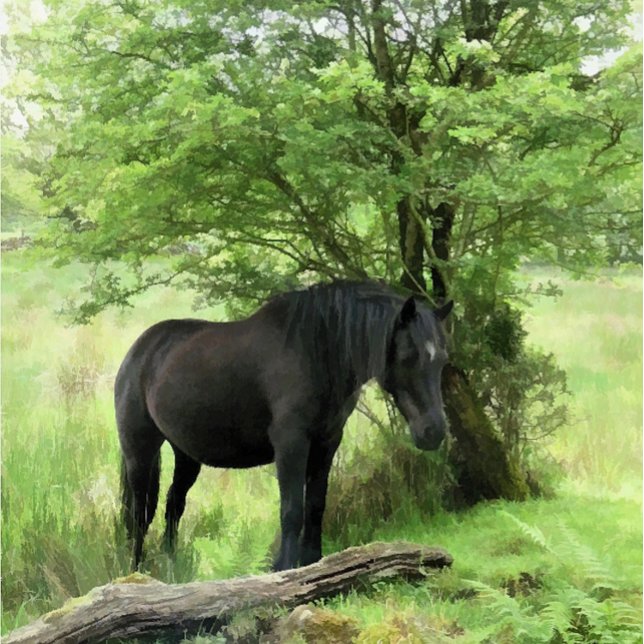 ETIQUETA CABALLOS (A beautiful black mare resting in the shade of the tree. )