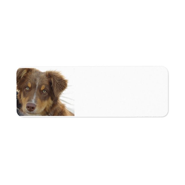 Etiqueta cachorro aussie rojo tri (Frente)