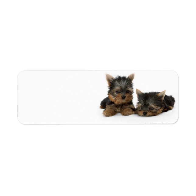 Etiqueta Cachorros de Cute Yorkshire Terrier (Frente)