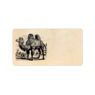 Etiqueta Camello de los 1800s del vintage - plantilla