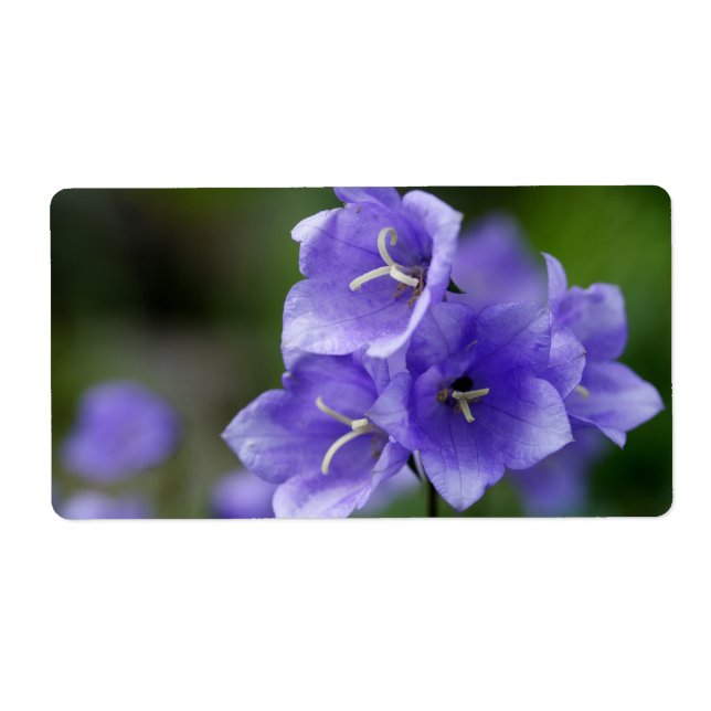 Etiqueta Campanula Bellflower (Frente)