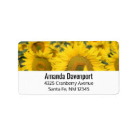Campo amarillo de girasoles, fotografía