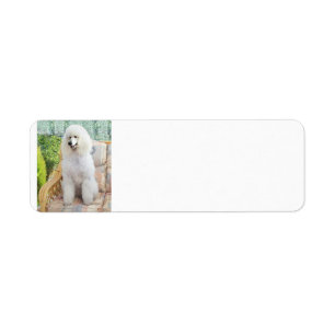 Etiqueta Caniche estándar blanco