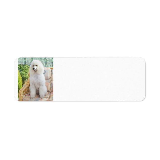 Etiqueta Caniche estándar blanco (Frente)