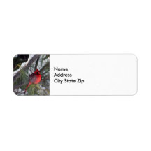 Cardinal Snow Pine Tree Photo