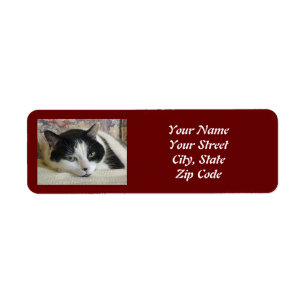 Etiqueta Cat Photo