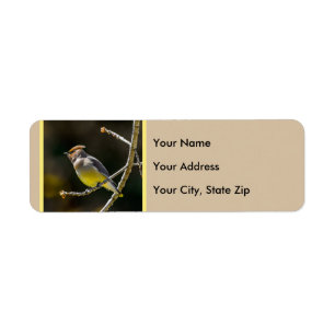 Etiqueta Cedar Waxwing Songbird Foto original de ave silves