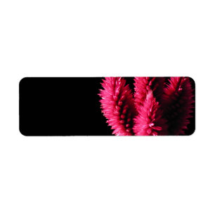 Etiqueta Celosia Caracas. Cockscombs. Flores rosas.