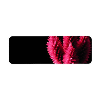 Etiqueta Celosia Caracas. Cockscombs. Flores rosas.