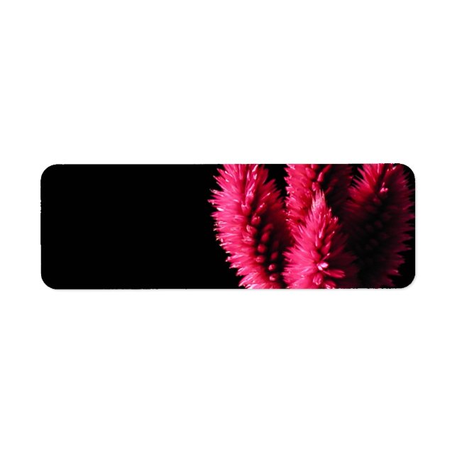 Etiqueta Celosia Caracas. Cockscombs. Flores rosas. (Frente)