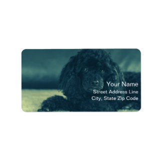 Etiqueta charmanten schwarzen Pudel