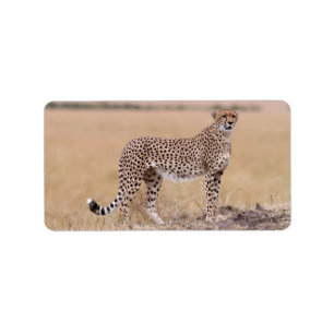 Etiqueta Cheetah