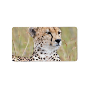 Etiqueta Cheetah