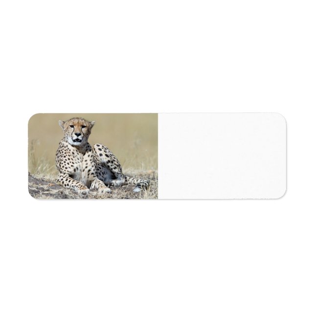 Etiqueta Cheetah (Frente)