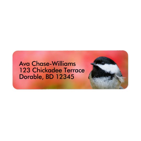 Etiqueta Chickadee Negro-Capsulado lindo en el manzano